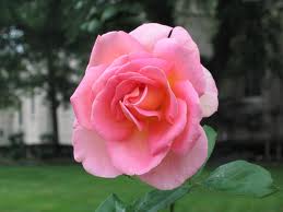 Why love is complicated, pink rose, rose